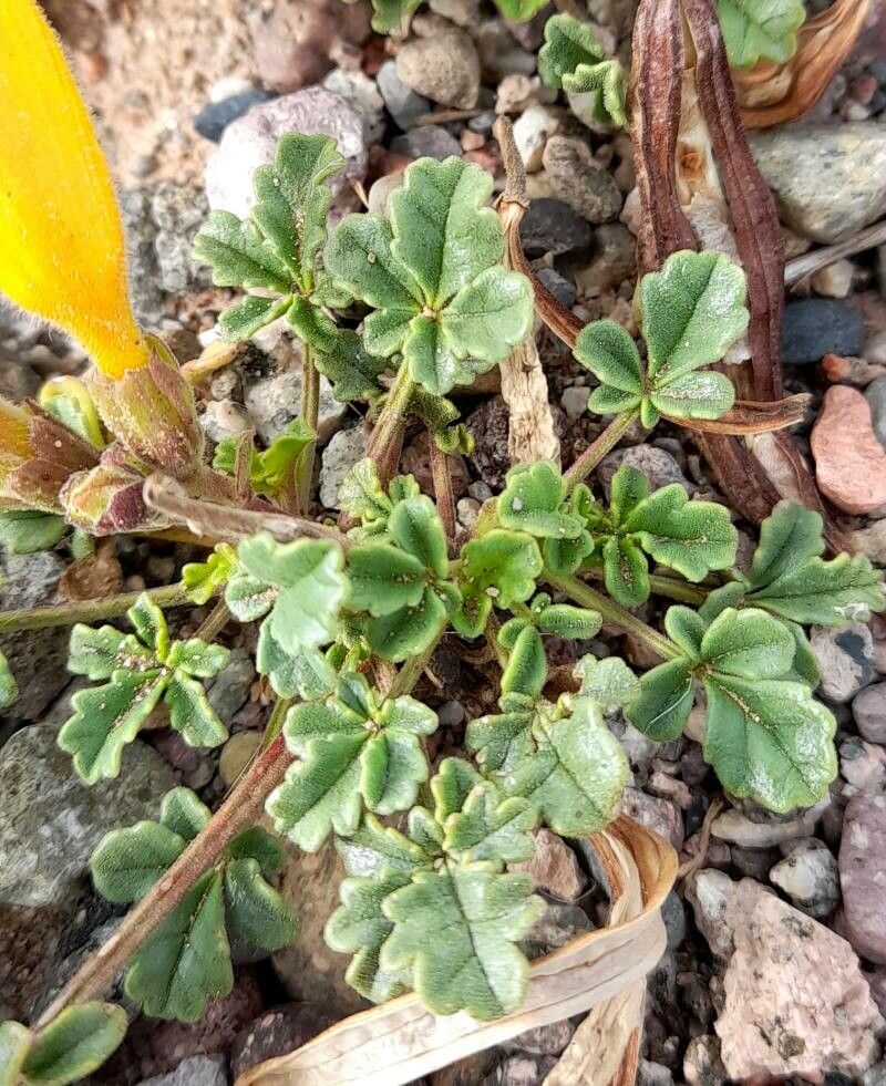 Argylia uspallatensis — houseplant care guide