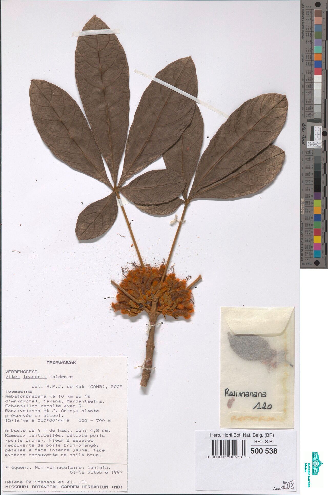 Vitex leandrii — houseplant care guide