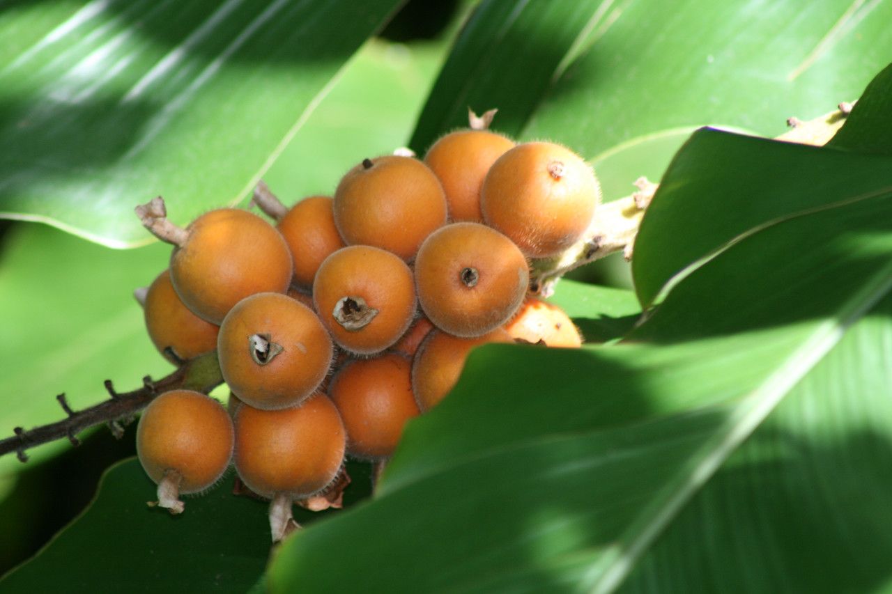 Etlingera corneri fruit