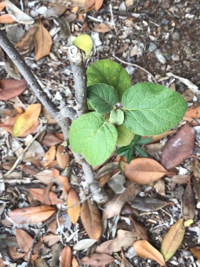 Solanum vespertilio — houseplant care guide