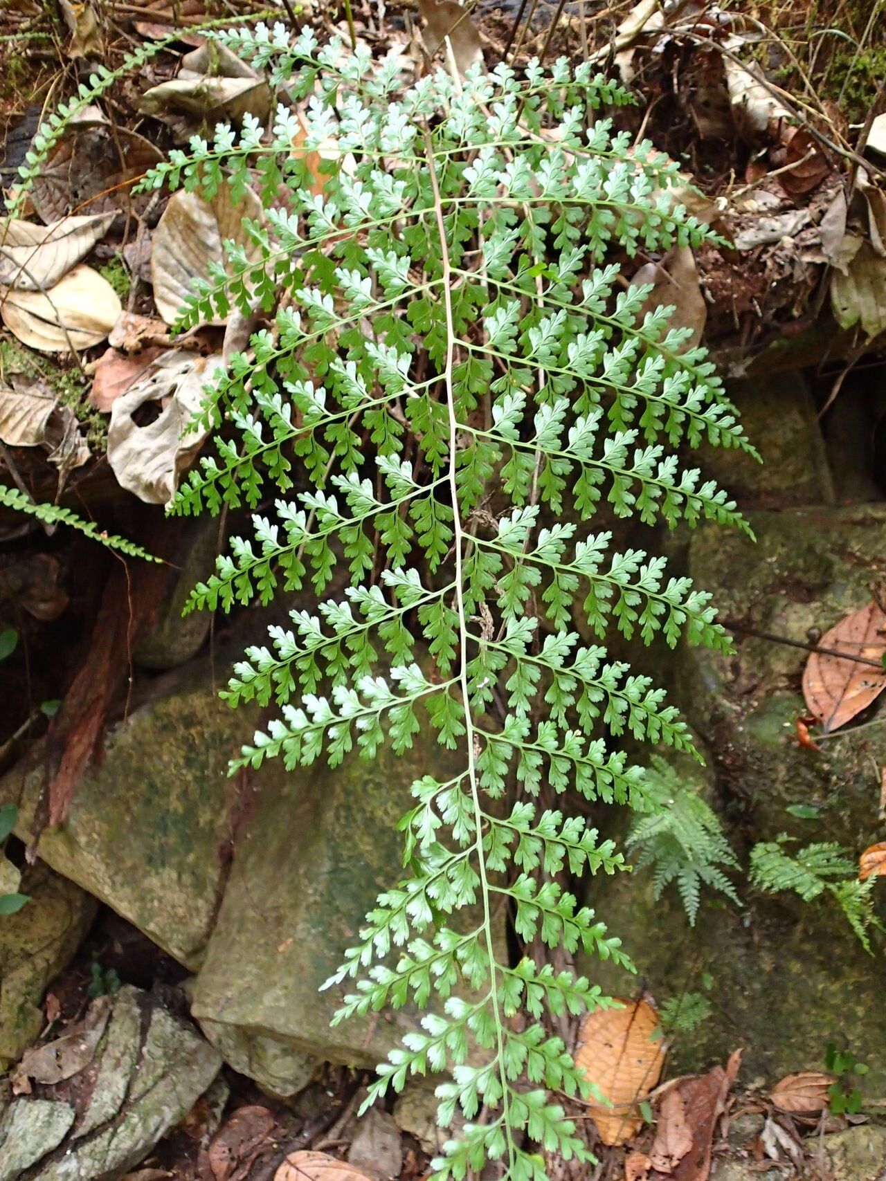 Asplenium laserpitiifolium — houseplant care guide