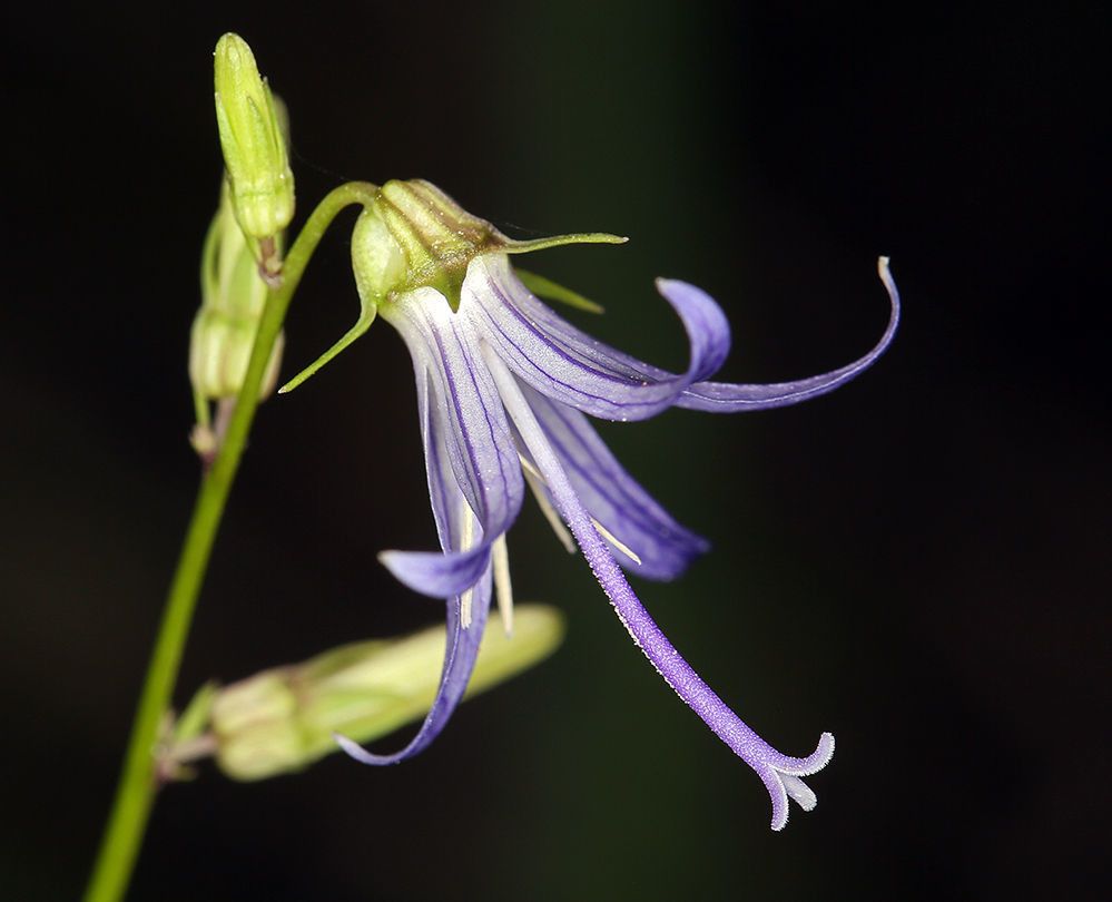 Campanula prenanthoides flower