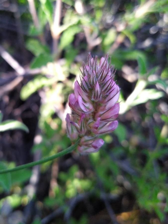 Onobrychis ebenoides — search result for 'Onobrychis'