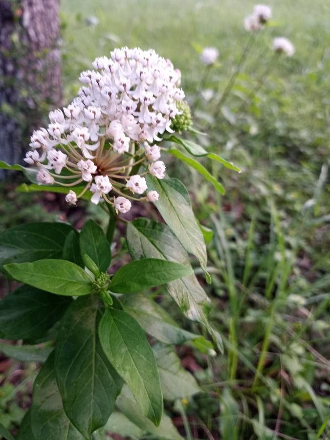 Asclepias texana — search result for 'Asclepias'