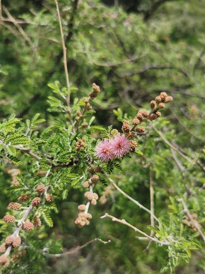 Mimosa monancistra flower