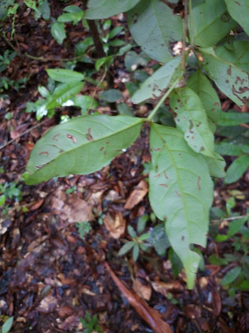 Inga nouragensis leaf