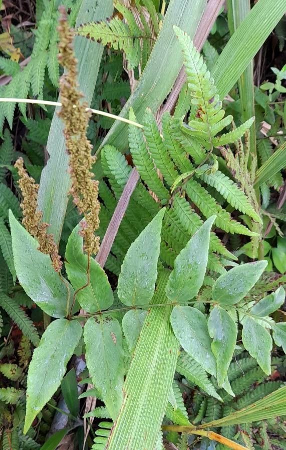 Anemia phyllitidis habit