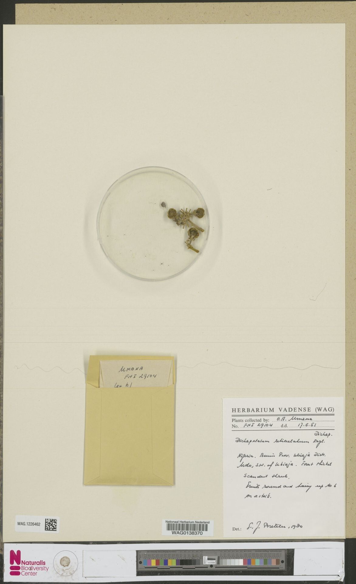 Dichapetalum reticulatum — houseplant care guide