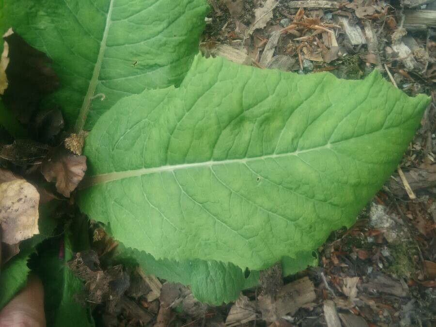 Primula japonica leaf