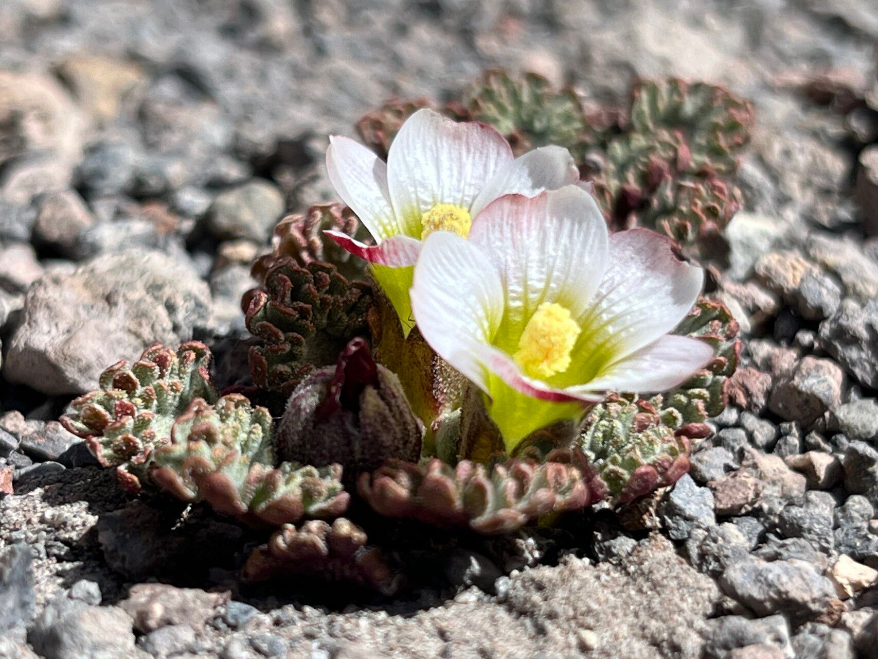 Nototriche pellicea flower