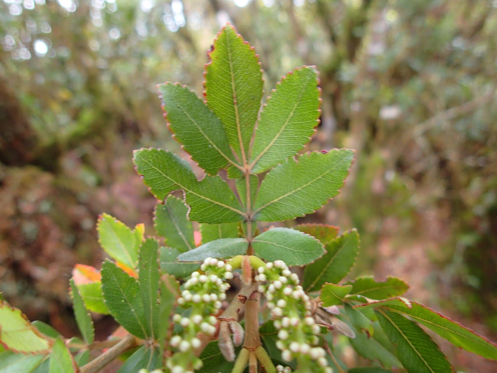 Cunonia pulchella leaf