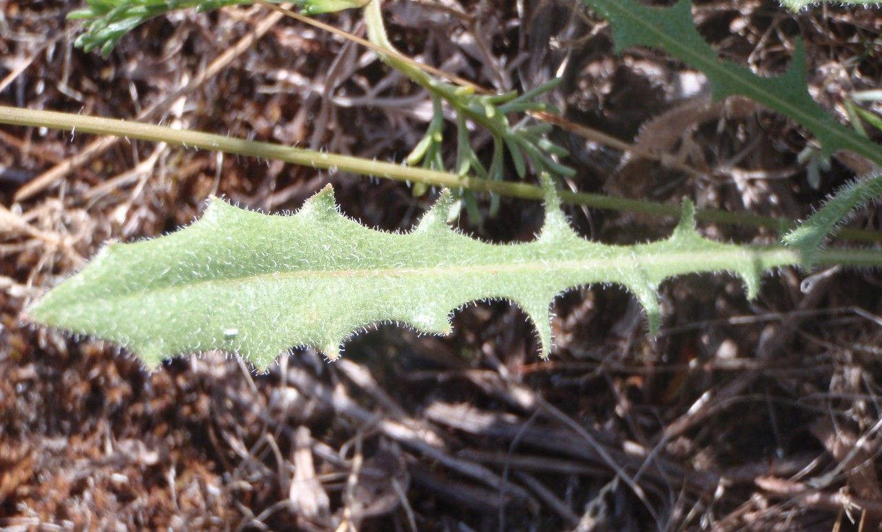Taraxacum anglicum — search result for 'Taraxacum'