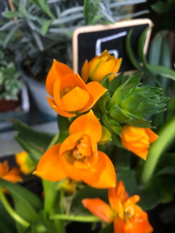 Ornithogalum dubium flower