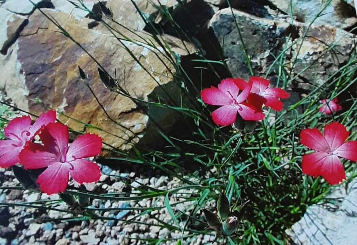 Dianthus biflorus — houseplant care guide