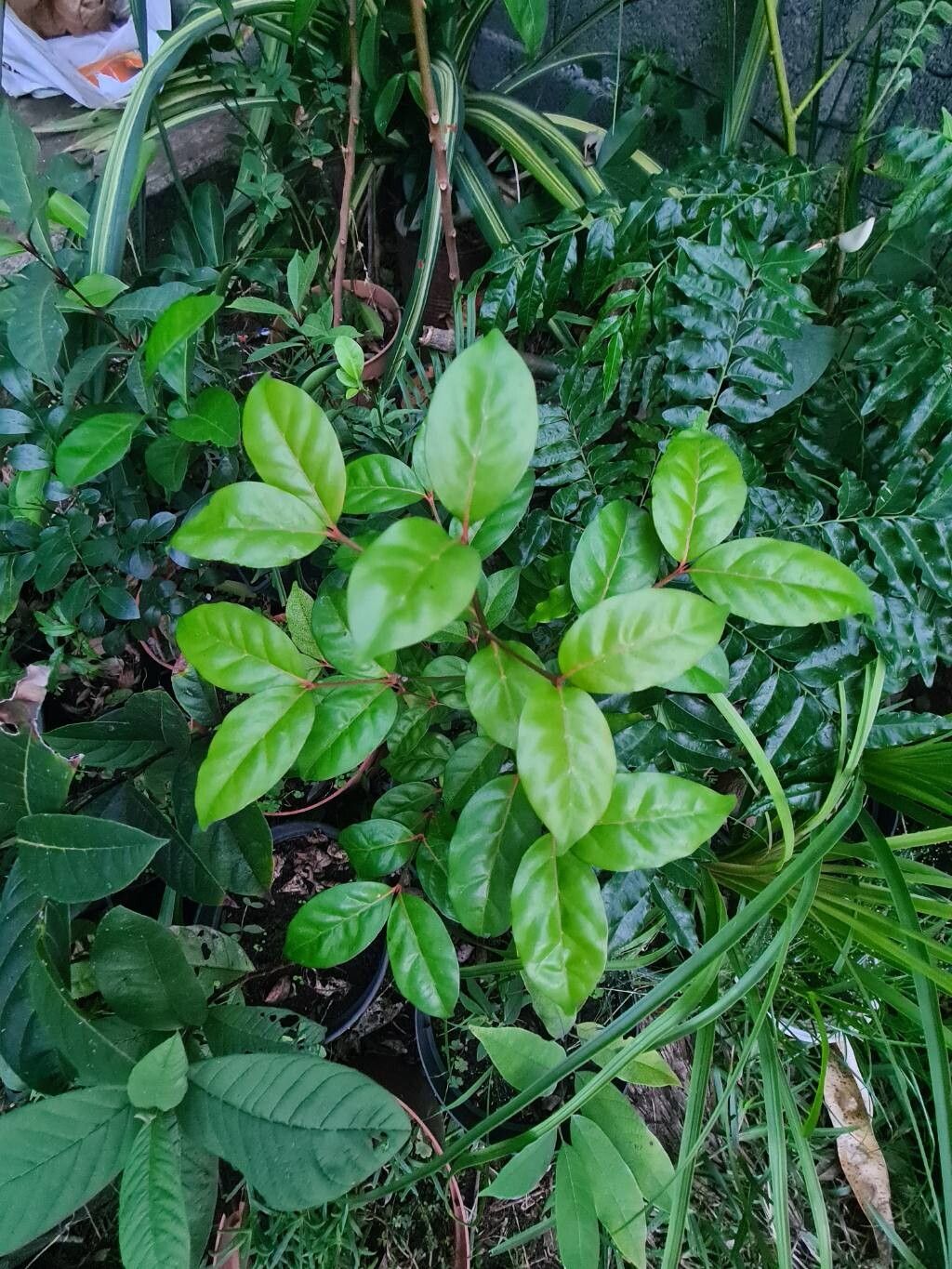 Pyrostria anjouanensis — houseplant care guide