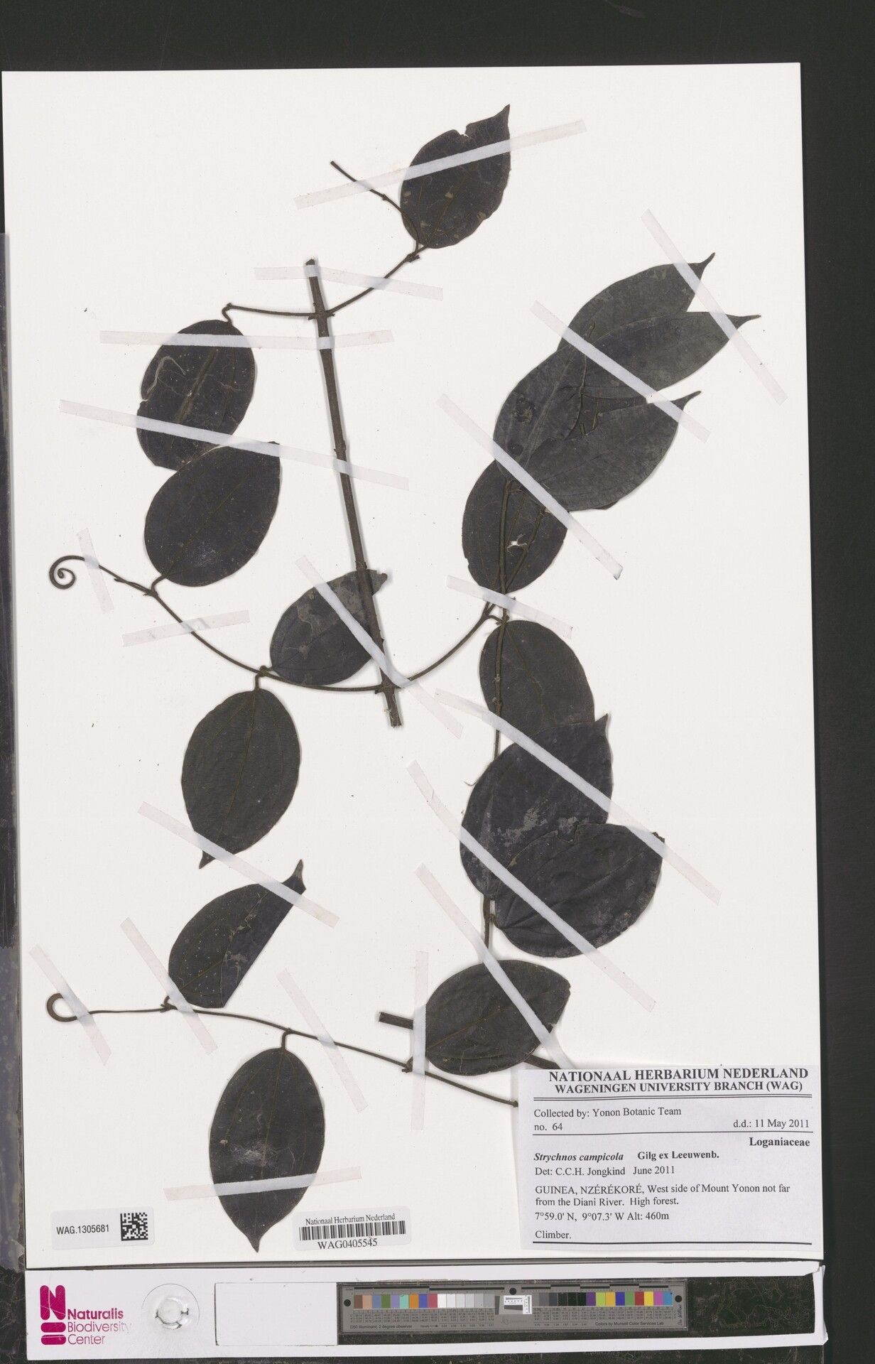 Strychnos campicola — houseplant care guide