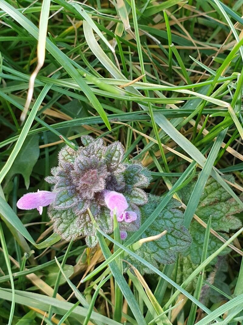 Lamium confertum flower