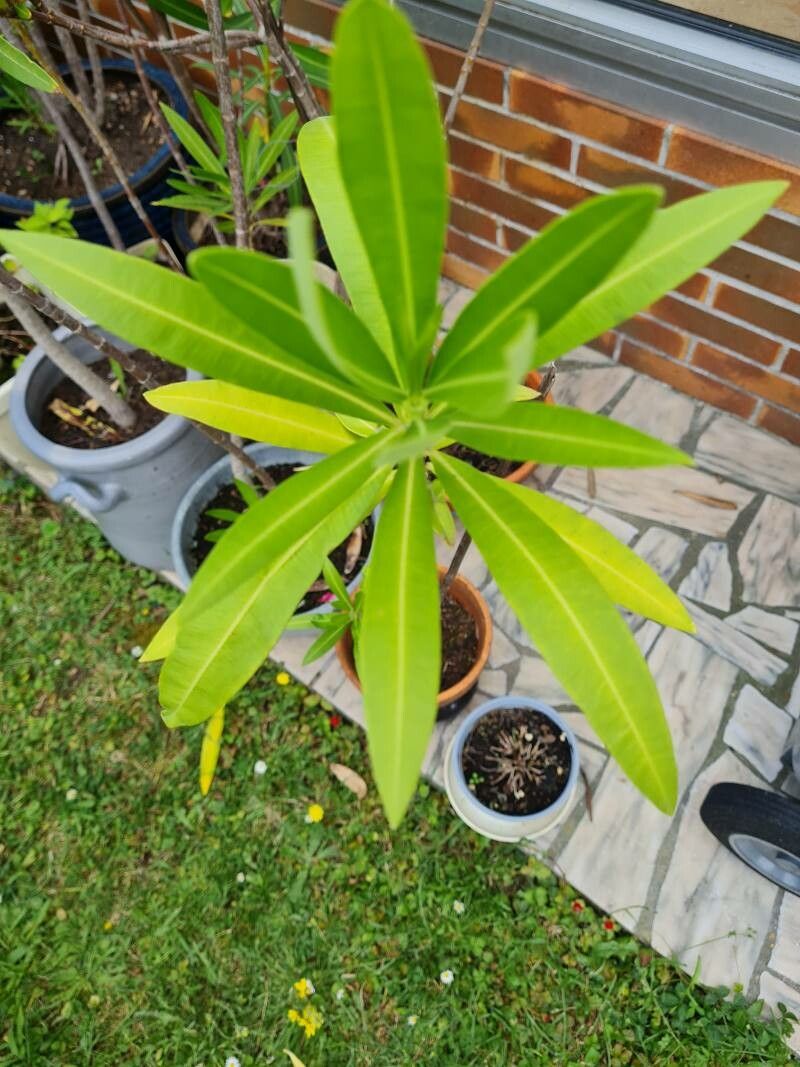 Nerium indicum x Nerium oleander