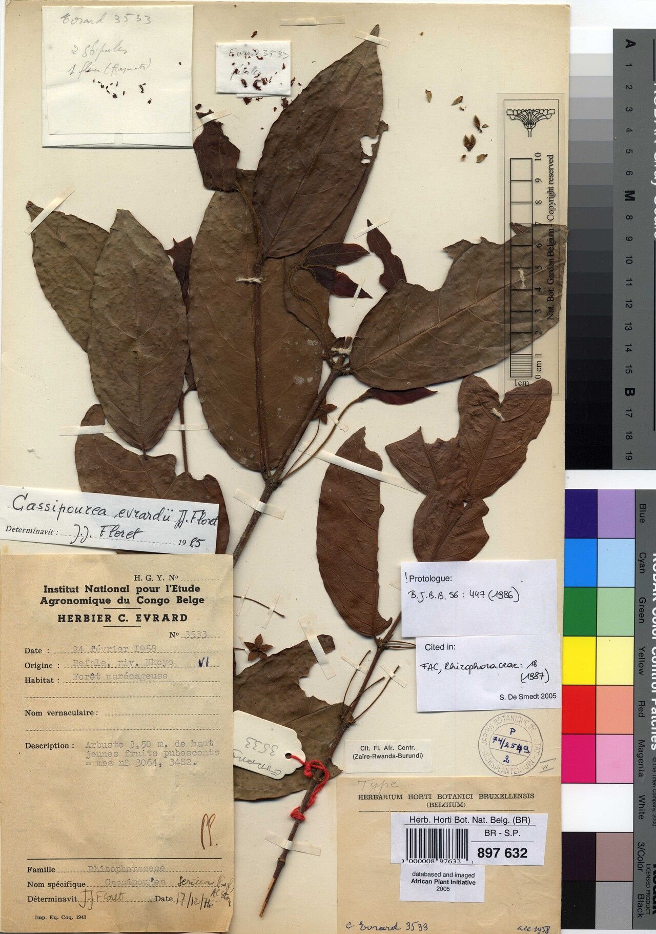 Cassipourea evrardii — search result for 'Cassipourea'