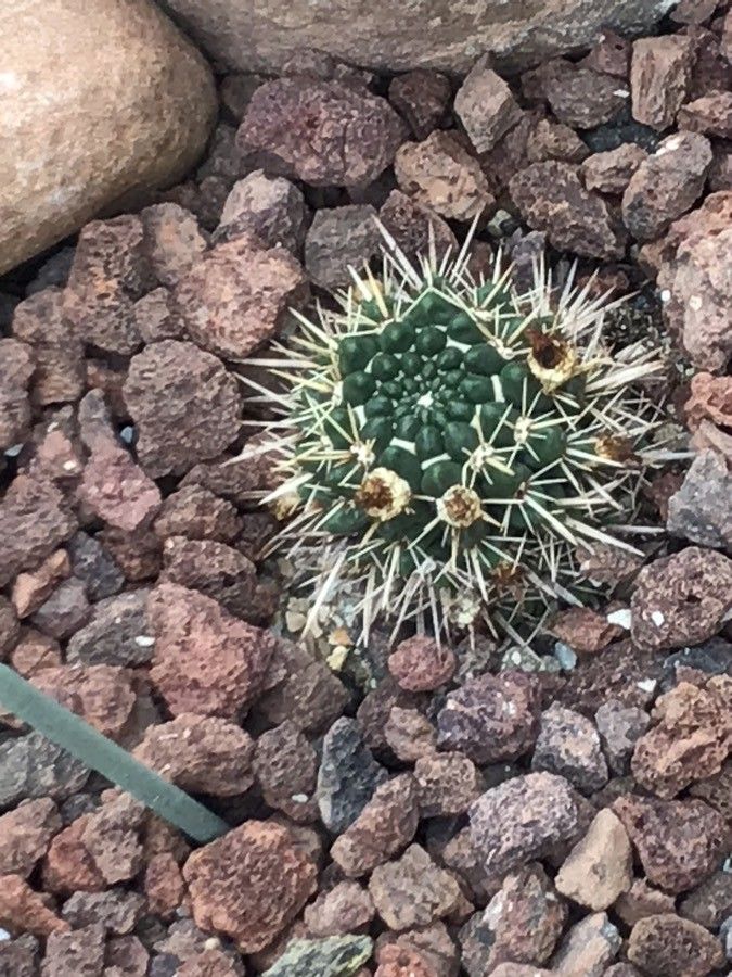 Parodia mammulosa — search result for 'Parodia'