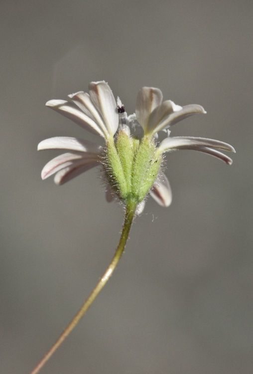 Holozonia filipes flower