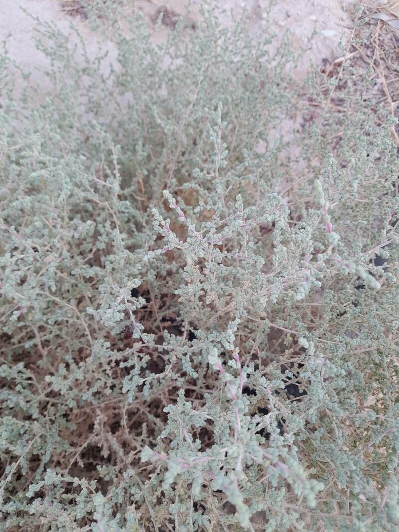 Caroxylon imbricatum habit