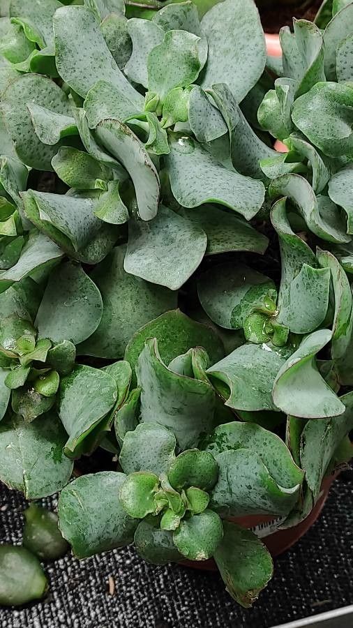 Crassula undulata — pest resistant houseplant