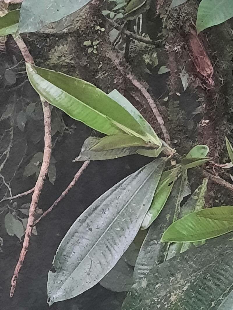Ardisia palmana leaf