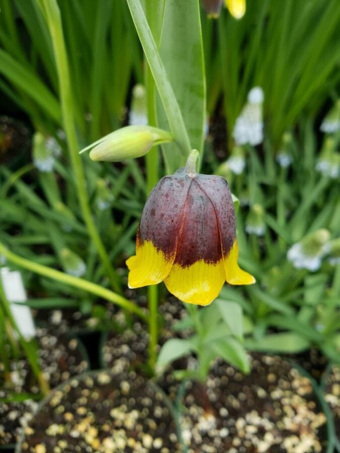 Fritillaria michailovskyi flower