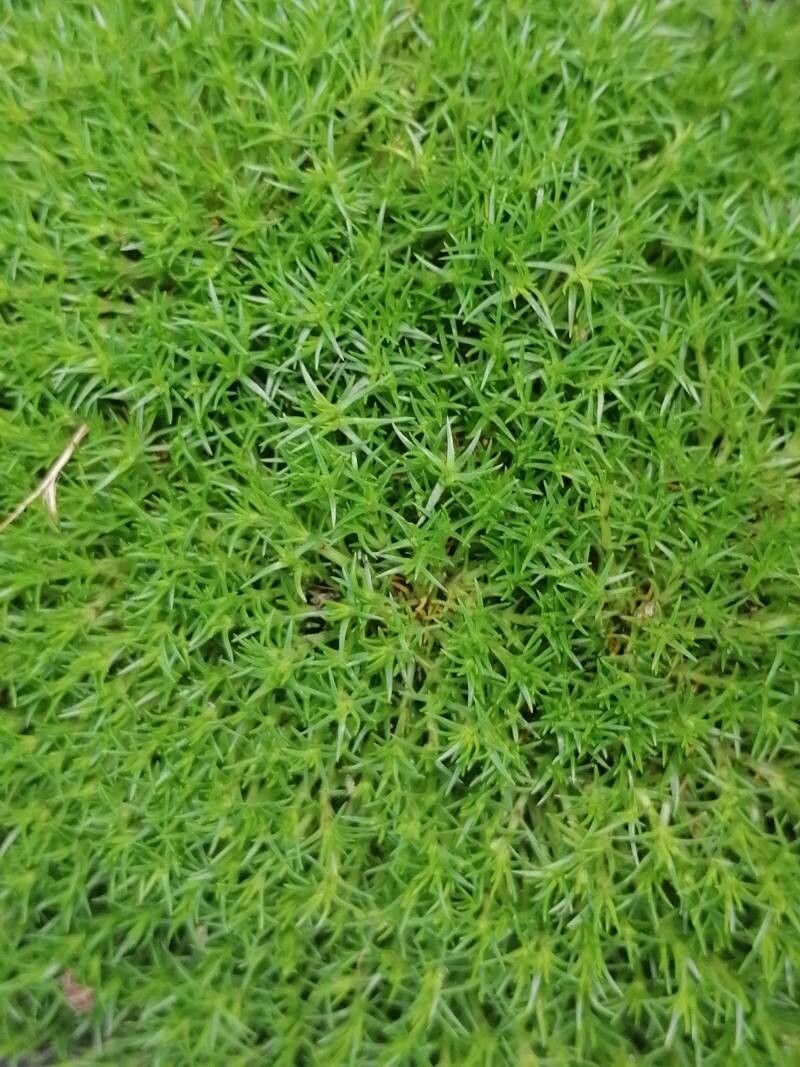 Scleranthus uncinatus — related species from the same genus