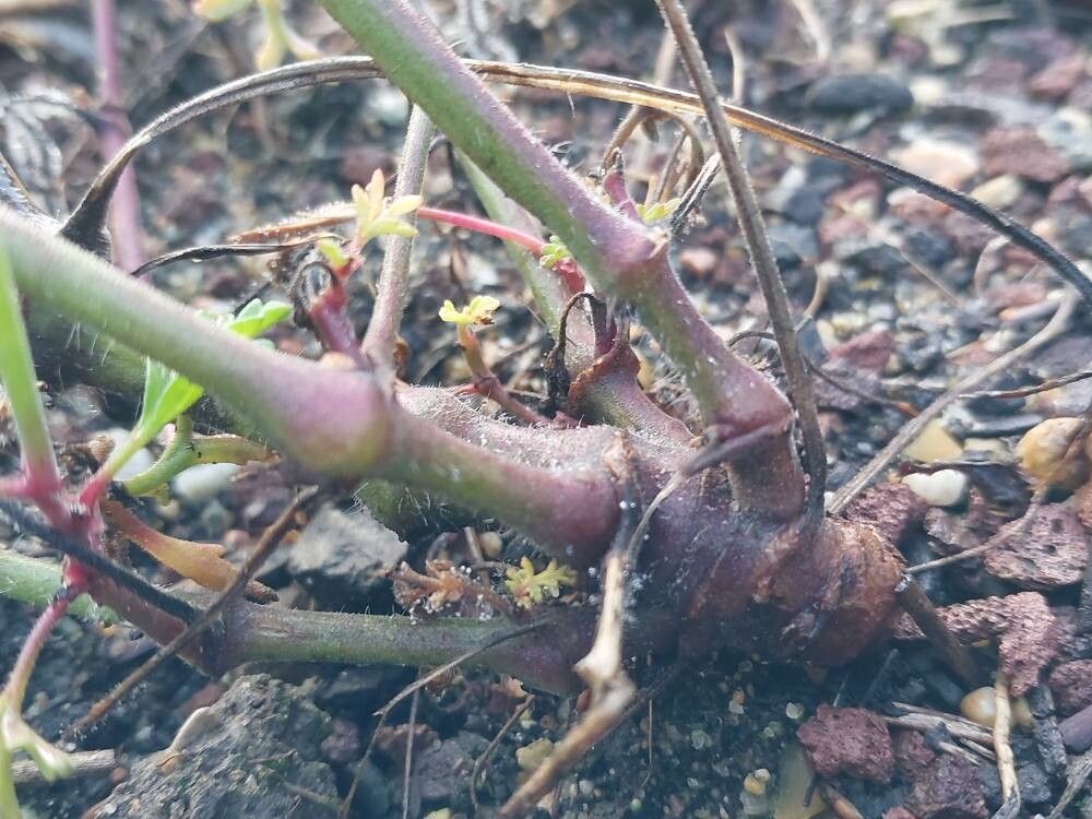 Pelargonium senecioides bark