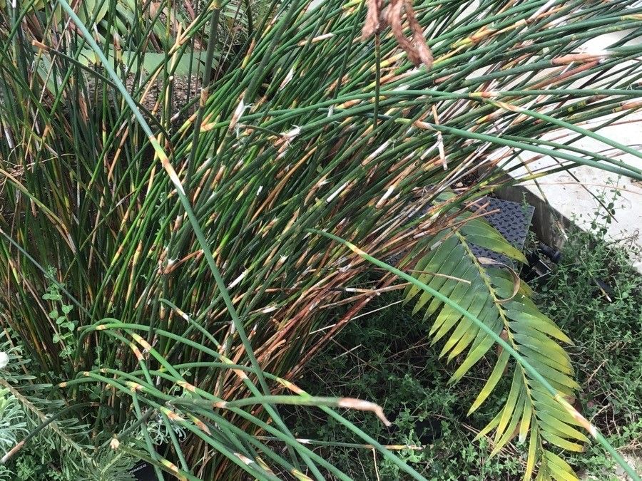 Thamnochortus insignis — houseplant care guide