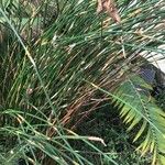 Thamnochortus insignis