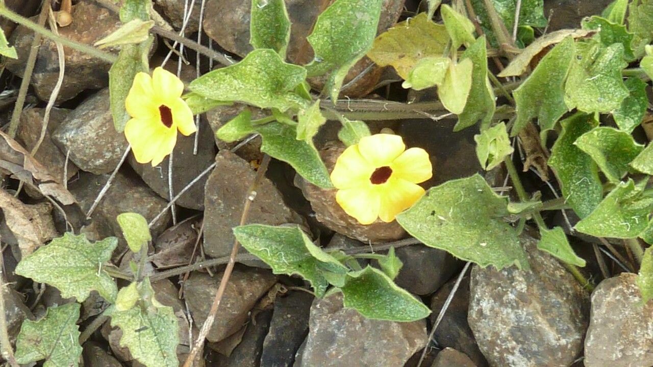 Uncarina grandidieri flower