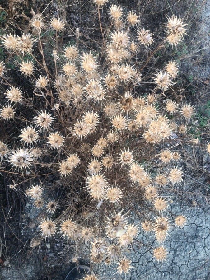 Carlina hispanica flower