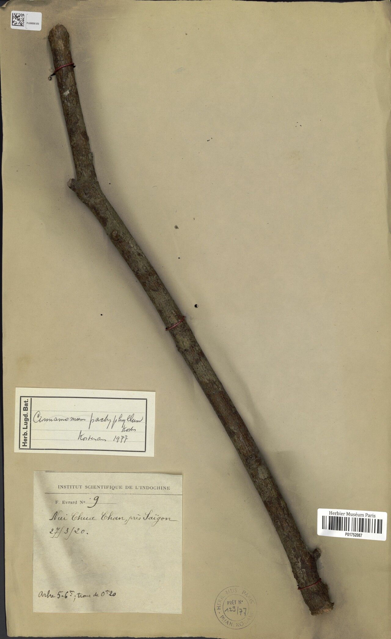 Cinnamomum iners bark