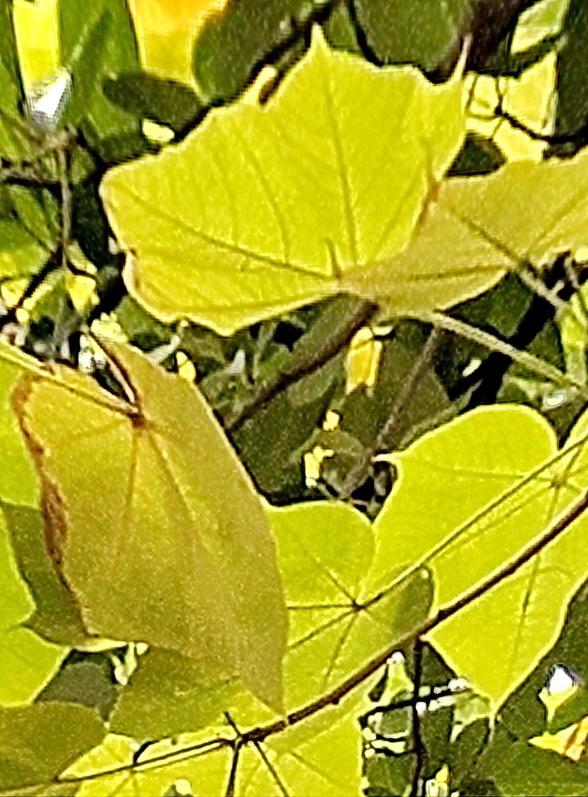 Sterculia urens — search result for 'Sterculia'