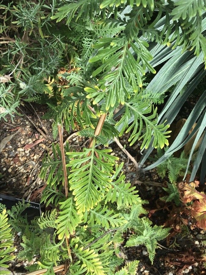 Scilla latifolia — search result for 'Scilla'