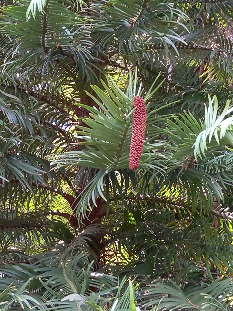 Wollemia nobilis flower