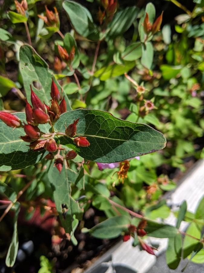 Triadenum virginicum — search result for 'Gardenia'