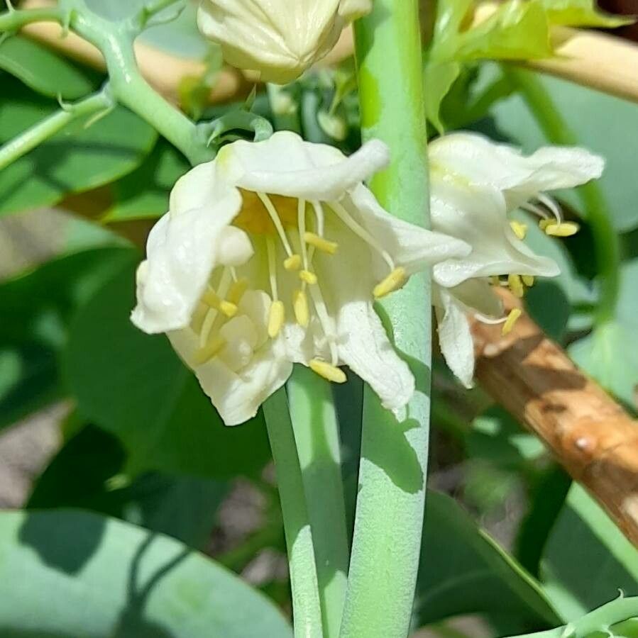 Manihot anisophylla flower