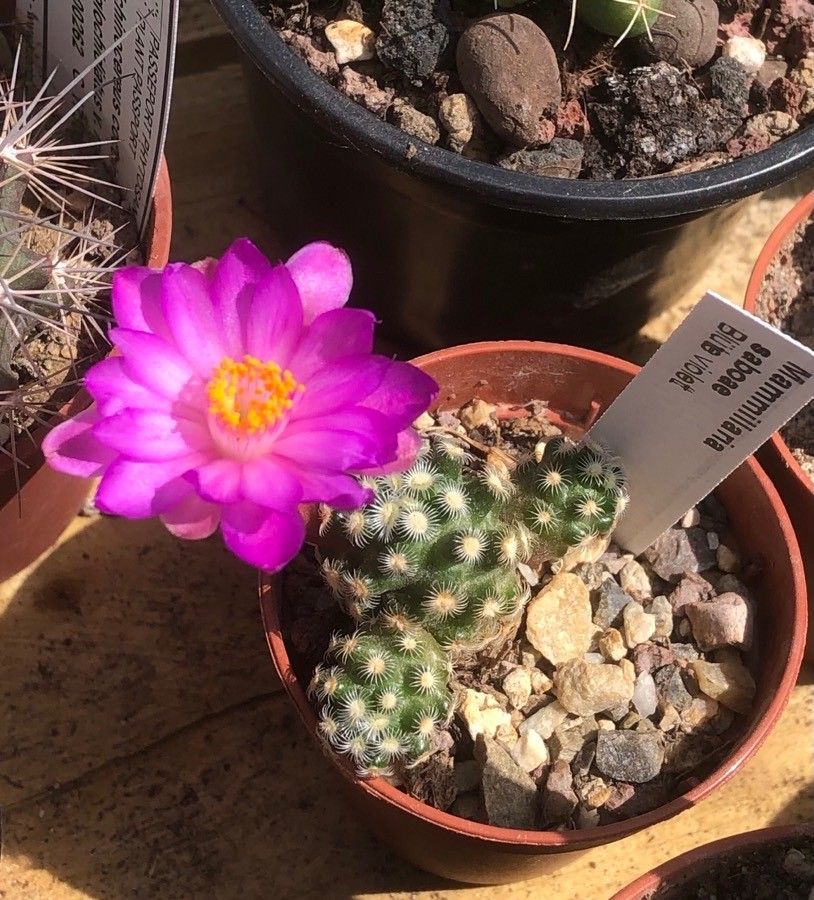 Mammillaria saboae flower