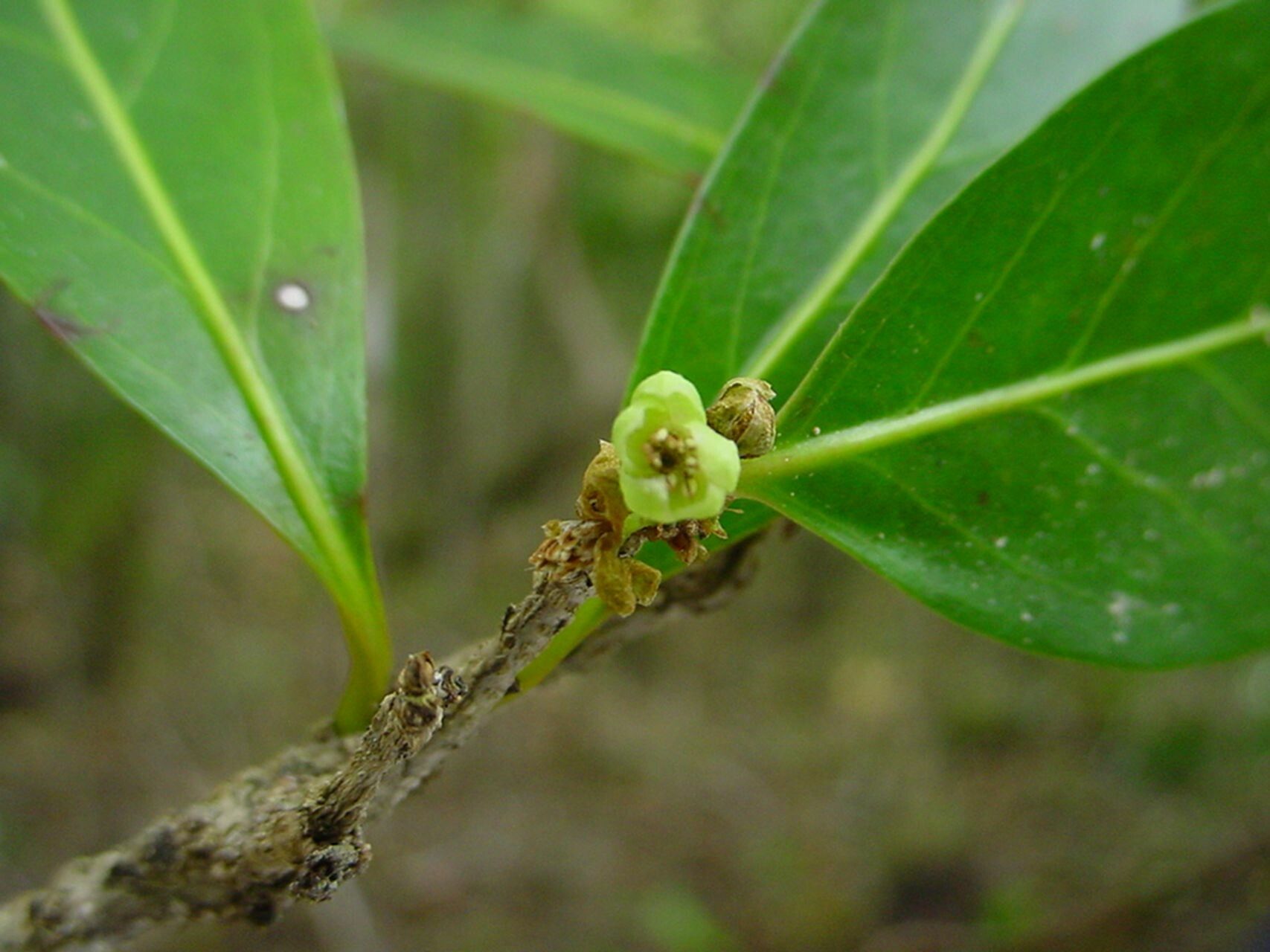 Casearia deplanchei — houseplant care guide