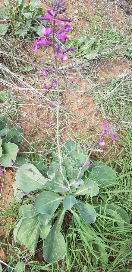 Moricandia moricandioides habit