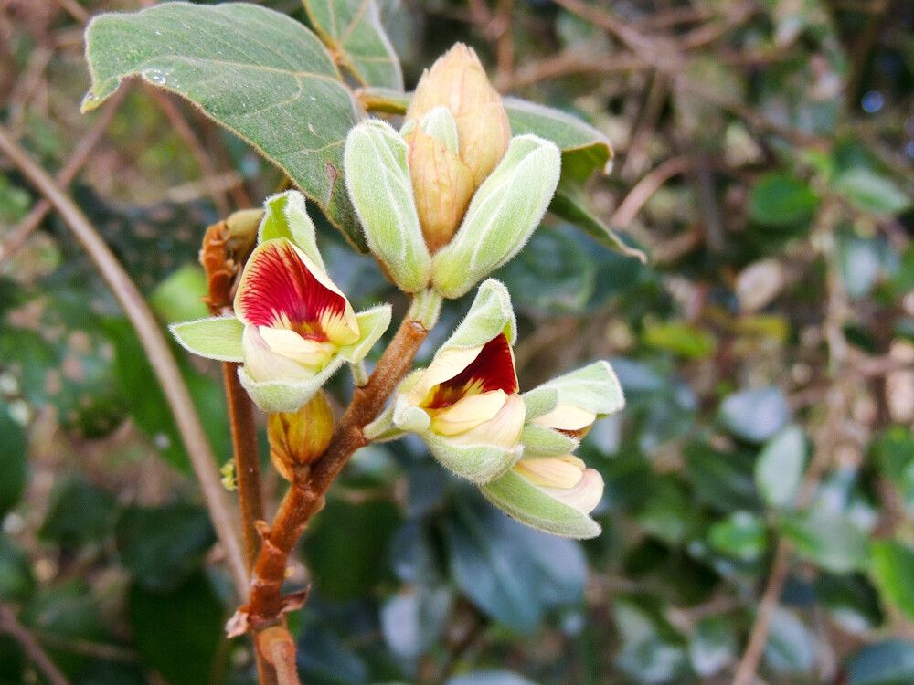Rhynchosia hirta flower
