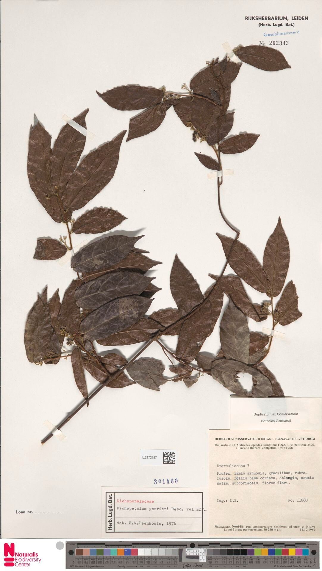 Dichapetalum perrieri — houseplant care guide