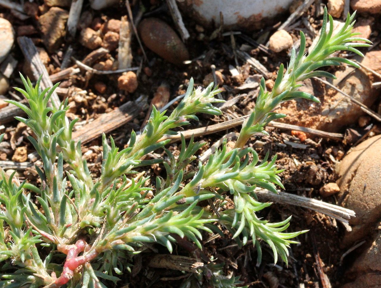 Polycnemum arvense habit