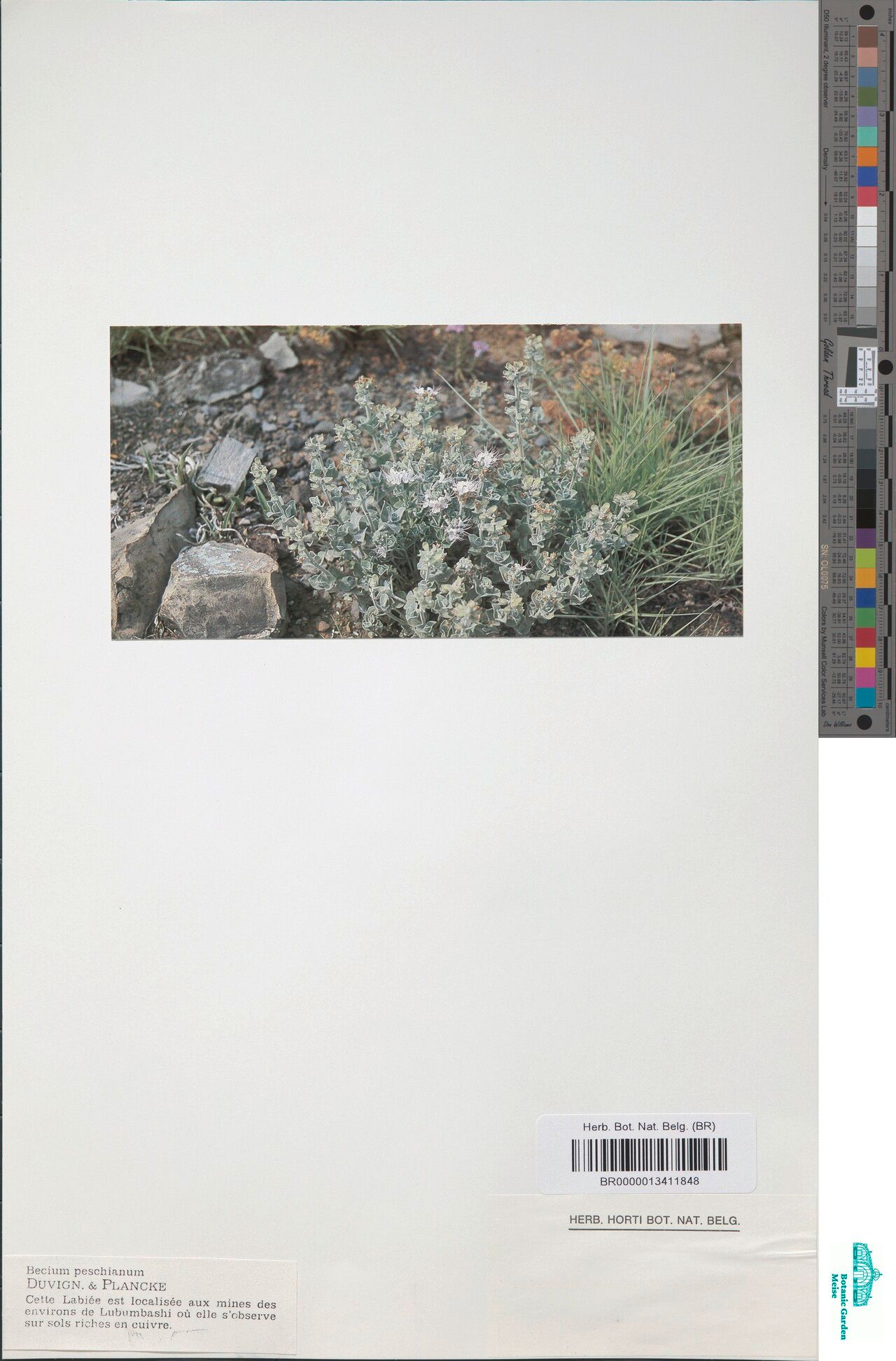 Ocimum metallorum — search result for 'Ocimum'