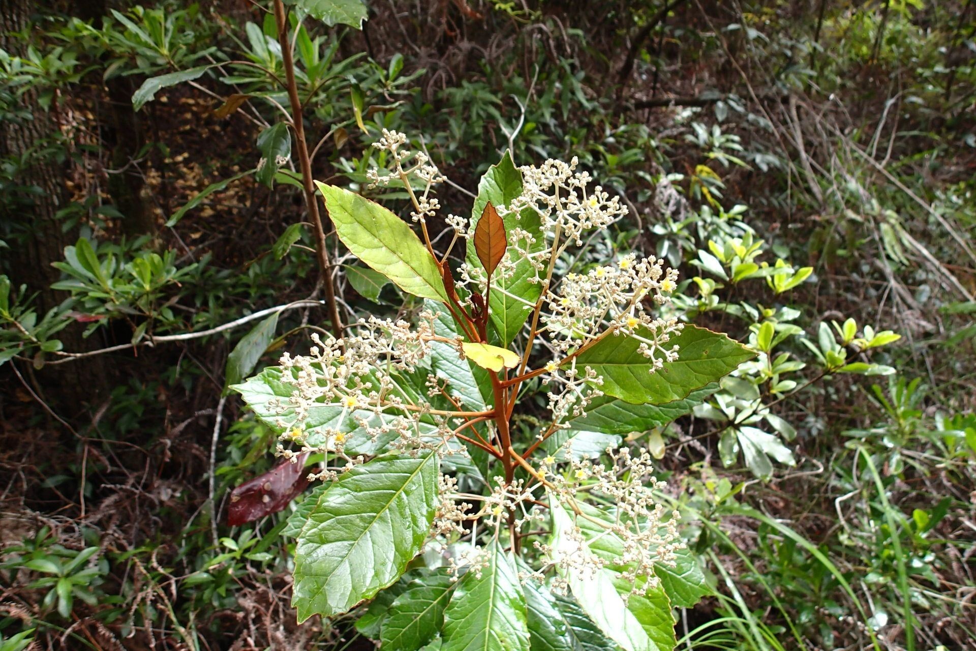 Argophyllum ellipticum habit