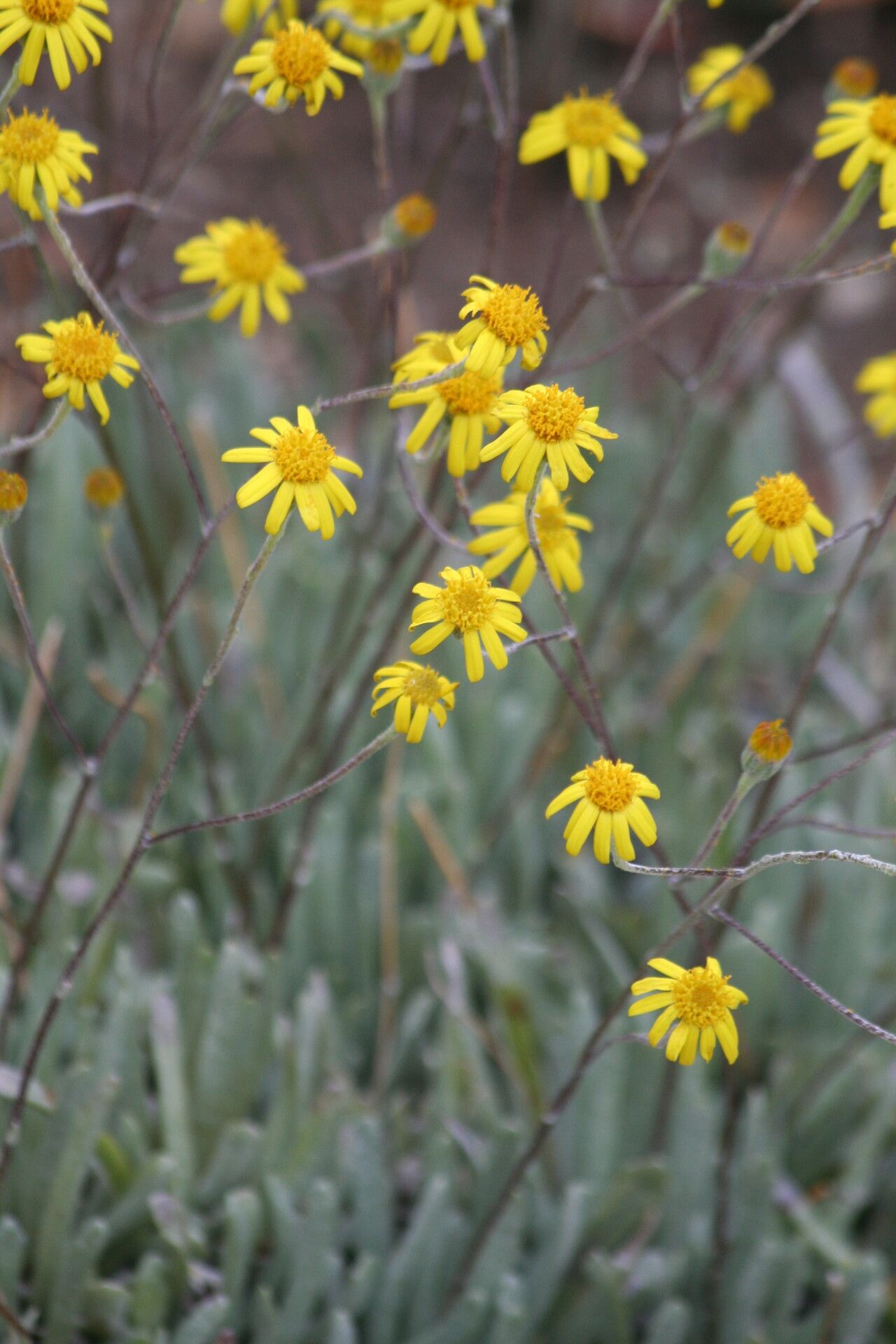 Senecio scaposus flower